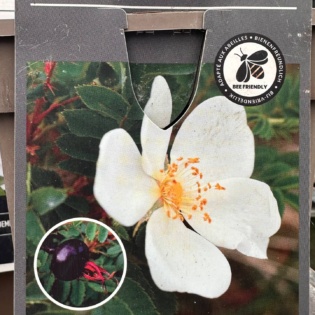 Näärelehine kibuvits (Rosa pimpinellifolia)