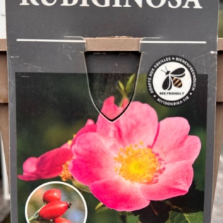 Näärmekas kibuvits (Rosa rubiginosa)