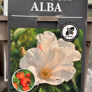 Kurdlehine kibuvits 'Alba' (Rosa rugosa Alba)