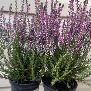 Harilik kanarbik ‘Lisbeth’