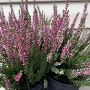 Harilik kanarbik ‘Patricia’